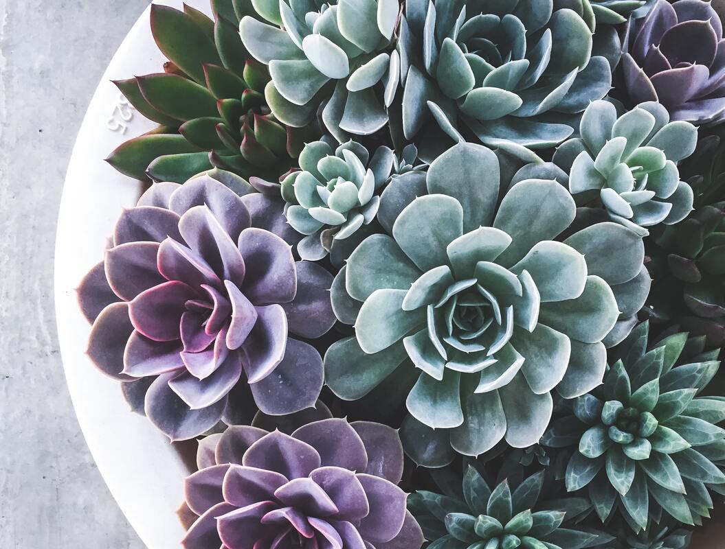 Succulents in shades of green and purple arranged on a white background