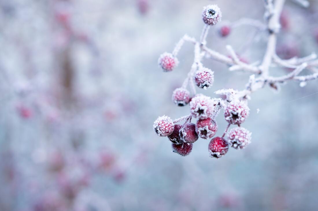 Branch of frozen red winter berries covered in frost