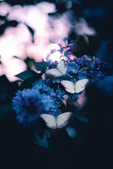 3 white butterflies on blue flowers