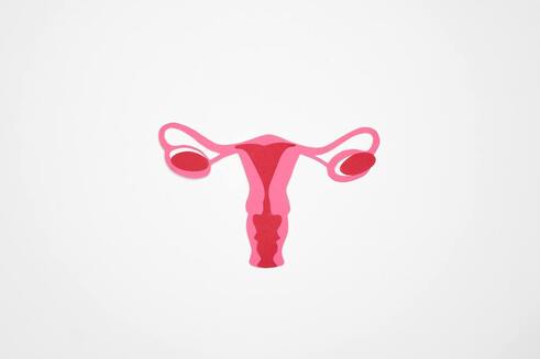 Picture of uterus and ovaries from Pexels