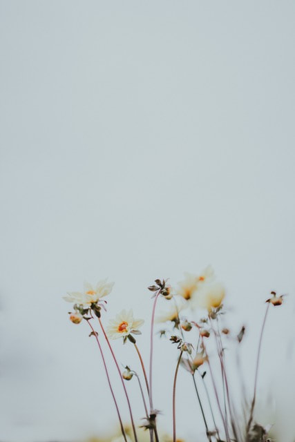 What is Ovulation Anyway?