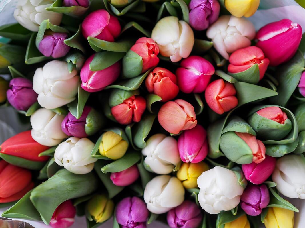 Spring Wellness Toolkit